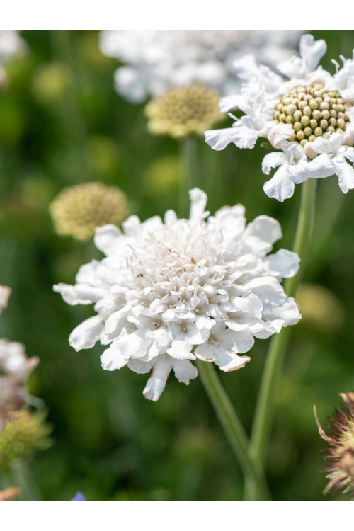 Driakiew gołębia 'Flutter™ Pure White' | Scabiosa columbaria