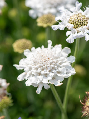Driakiew gołębia 'Flutter™ Pure White' | Scabiosa columbaria
