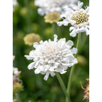 Driakiew gołębia 'Flutter™ Pure White' | Scabiosa columbaria