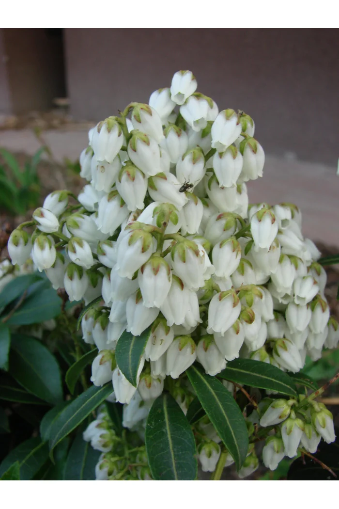 Pieris japoński 'Chaconne' div class'lat' Pieris japonica /div