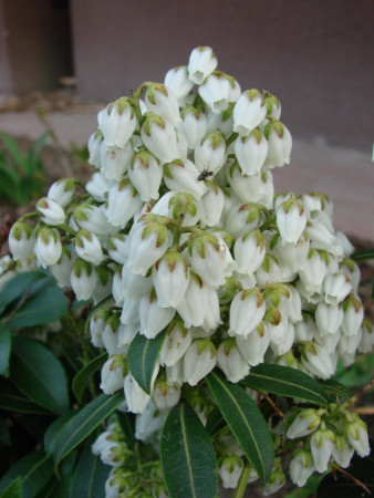 Pieris japoński 'Chaconne' div class'lat' Pieris japonica /div