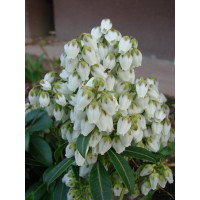 Pieris japoński 'Chaconne' div class'lat' Pieris japonica /div