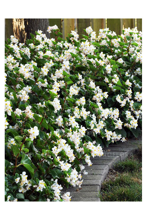 Begonia (Dragon) 'Baby Wing White'' div class'lat' Begonia /div