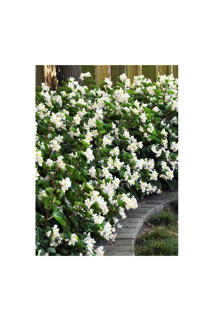 Begonia (Dragon) 'Baby Wing White'' div class'lat' Begonia /div