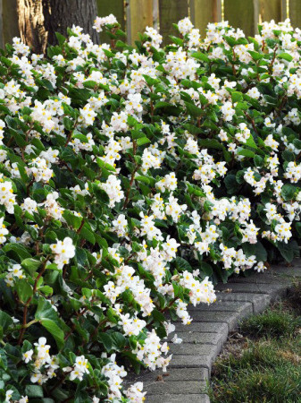 Begonia (Dragon) 'Baby Wing White'' div class'lat' Begonia /div