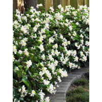 Begonia (Dragon) 'Baby Wing White'' div class'lat' Begonia /div