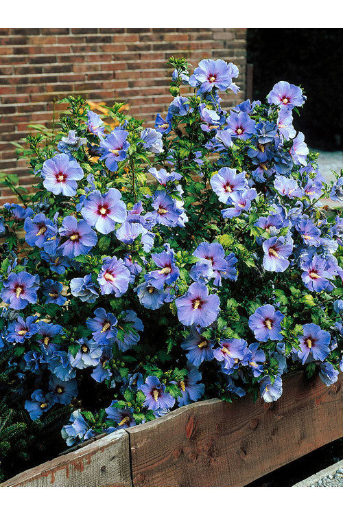 Ketmia syryjska 'Blue Bird' Hibiscus syriacus