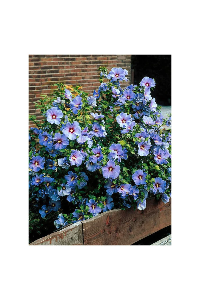 Ketmia syryjska 'Blue Bird' Hibiscus syriacus