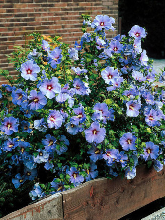 Ketmia syryjska 'Blue Bird' Hibiscus syriacus