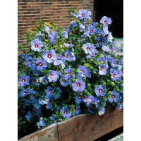 Ketmia syryjska 'Blue Bird' Hibiscus syriacus