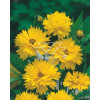Nachyłek wielkokwiatowy Coreopsis grandiflora