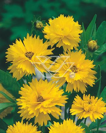 Nachyłek wielkokwiatowy Coreopsis grandiflora