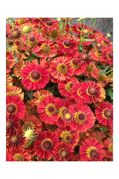 Dzielżan jesienny 'Salsa' | Helenium autumnale