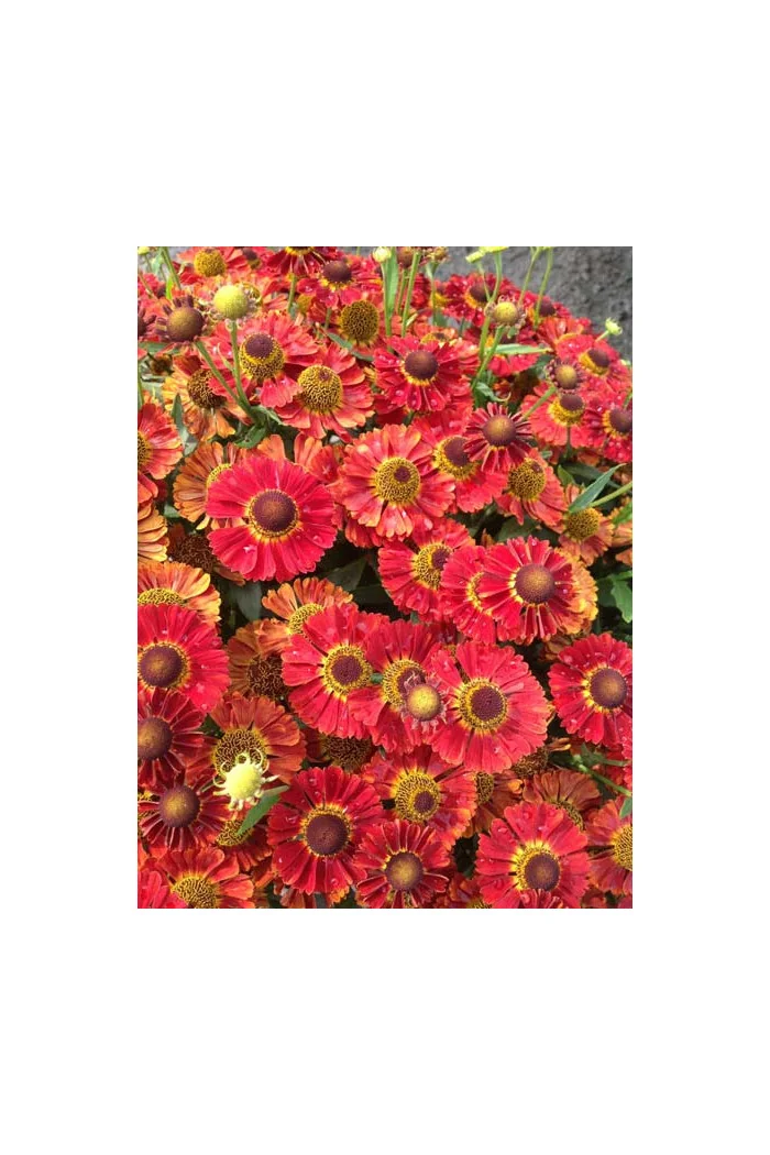 Dzielżan jesienny 'Salsa' | Helenium autumnale