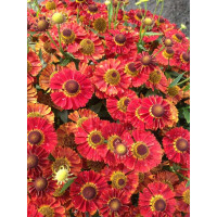 Dzielżan jesienny 'Salsa' | Helenium autumnale