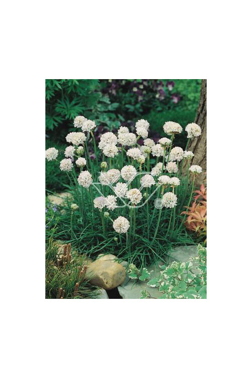 zawciąg, zawciąg Armanda White, armeria