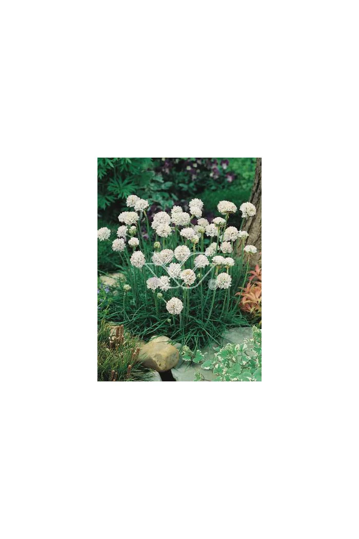 zawciąg, zawciąg Armanda White, armeria