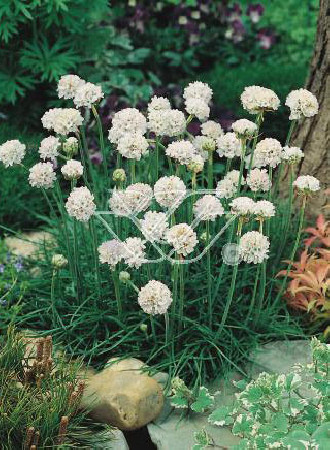 zawciąg, zawciąg Armanda White, armeria