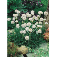 zawciąg, zawciąg Armanda White, armeria