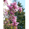 Magnolia 'Galaxy' Magnolia