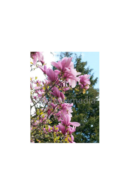 Magnolia 'Galaxy' Magnolia