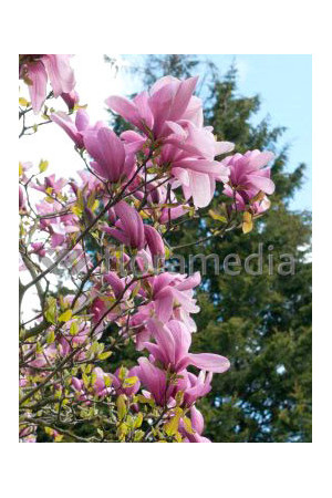 Magnolia 'Galaxy' Magnolia