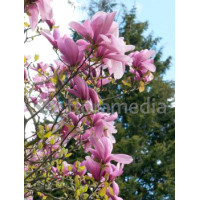 Magnolia 'Galaxy' Magnolia