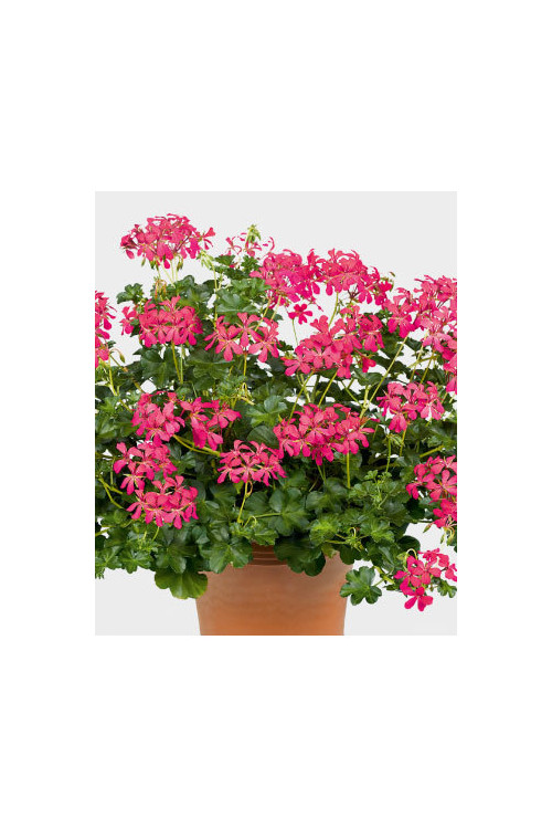Pelargonia bluszczolistna 'Decora Dark Pink'