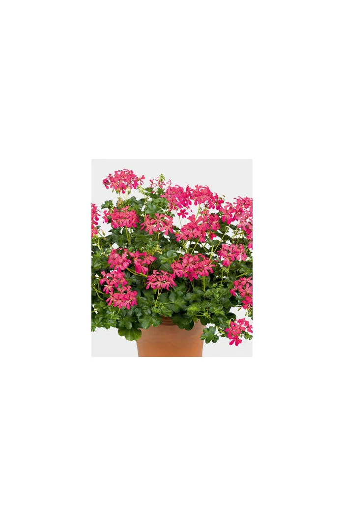 Pelargonia bluszczolistna 'Decora Dark Pink'