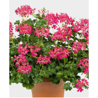 Pelargonia bluszczolistna 'Decora Dark Pink'