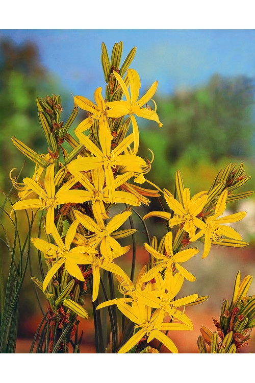 Złotnica złota | Asphodeline lutea