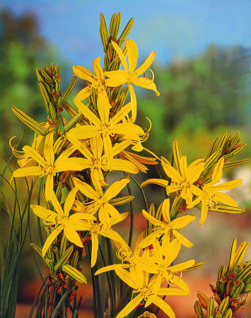 Złotnica złota | Asphodeline lutea