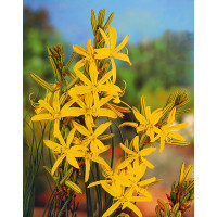 Złotnica złota | Asphodeline lutea