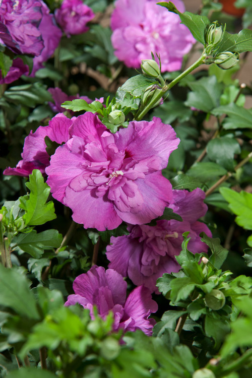 Ketmia syryjska 'Purple Ruffles' (Sanchoyo) | Hibiscus syriacus
