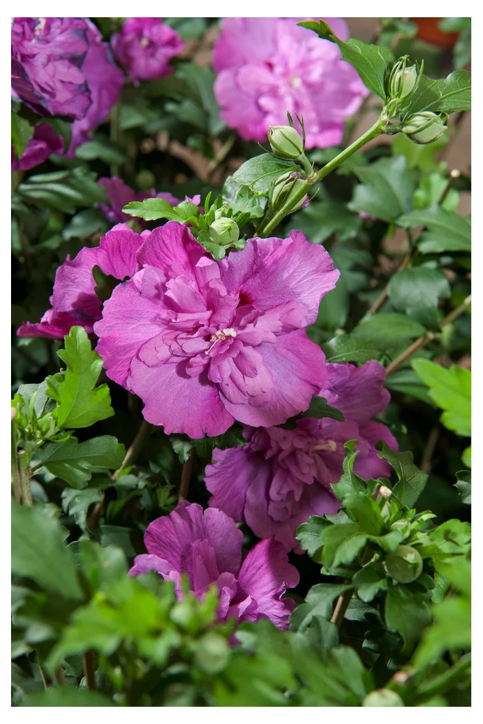 Ketmia syryjska 'Purple Ruffles' (Sanchoyo) | Hibiscus syriacus