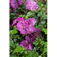 Ketmia syryjska 'Purple Ruffles' (Sanchoyo) | Hibiscus syriacus