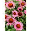 Jeżówka 'Lilliput' Echinacea