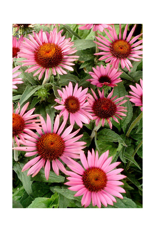 Jeżówka 'Lilliput' Echinacea