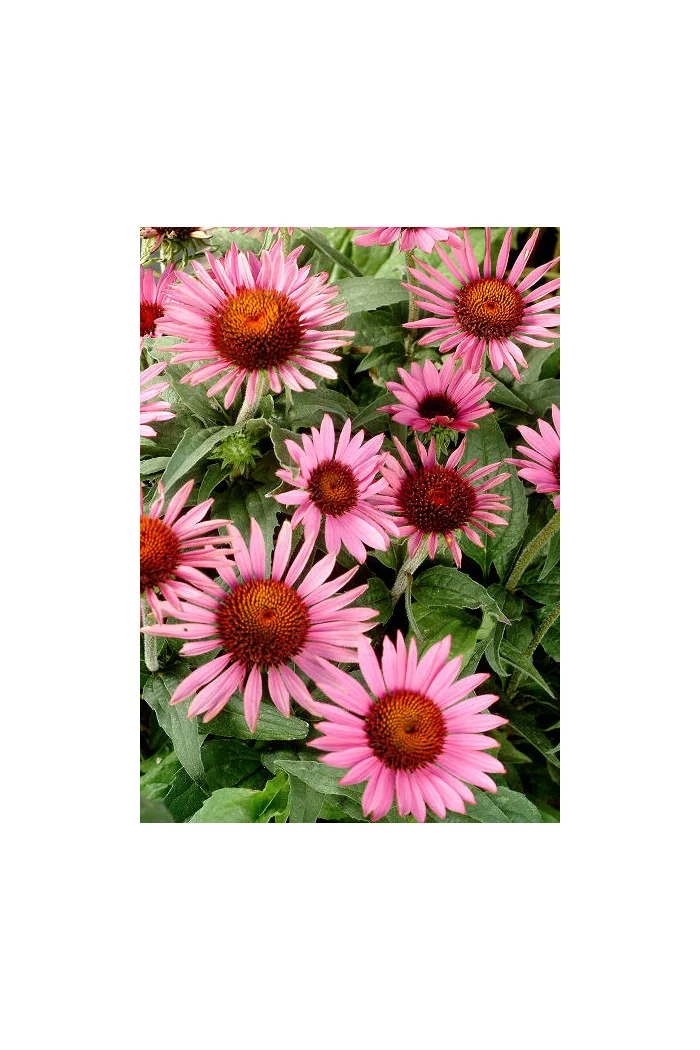 Jeżówka 'Lilliput' Echinacea