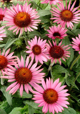 Jeżówka 'Lilliput' Echinacea