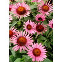 Jeżówka 'Lilliput' Echinacea