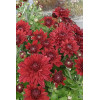 Złocień czerwonawy 'Duchess of Edinburgh' | Chrysanthemum rubellum