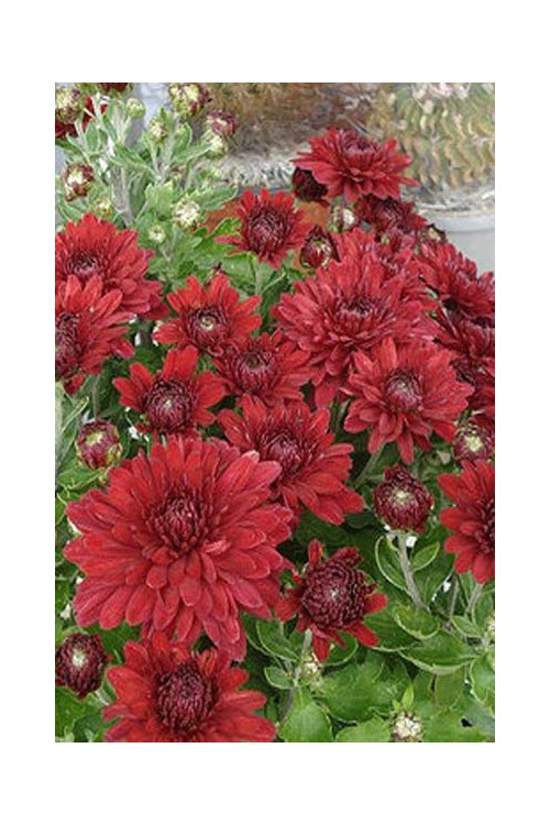 Złocień czerwonawy 'Duchess of Edinburgh' | Chrysanthemum rubellum