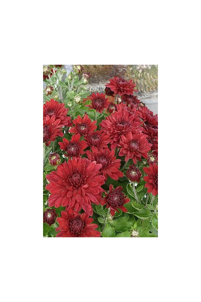 Złocień czerwonawy 'Duchess of Edinburgh' | Chrysanthemum rubellum