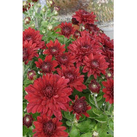 Złocień czerwonawy 'Duchess of Edinburgh' | Chrysanthemum rubellum