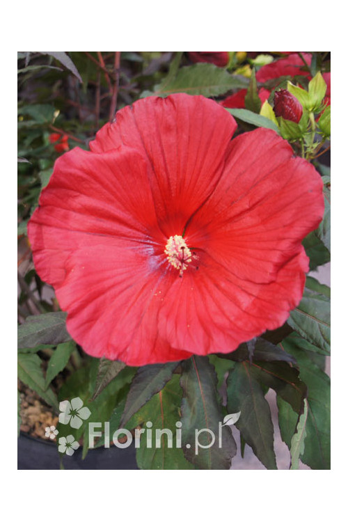 Hibiskus Carousel Giant Red | Hibiscus moscheutos
