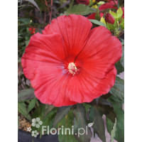 Hibiskus Carousel Giant Red | Hibiscus moscheutos