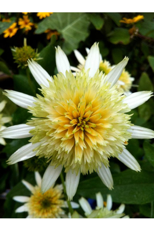 Jeżówka 'Buttercream' Echinacea