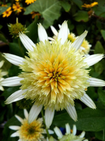 Jeżówka 'Buttercream' Echinacea