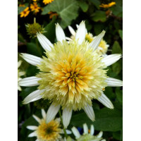 Jeżówka 'Buttercream' Echinacea